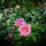 Pink roses in bloom at Remembrance Gardens Austin Texas