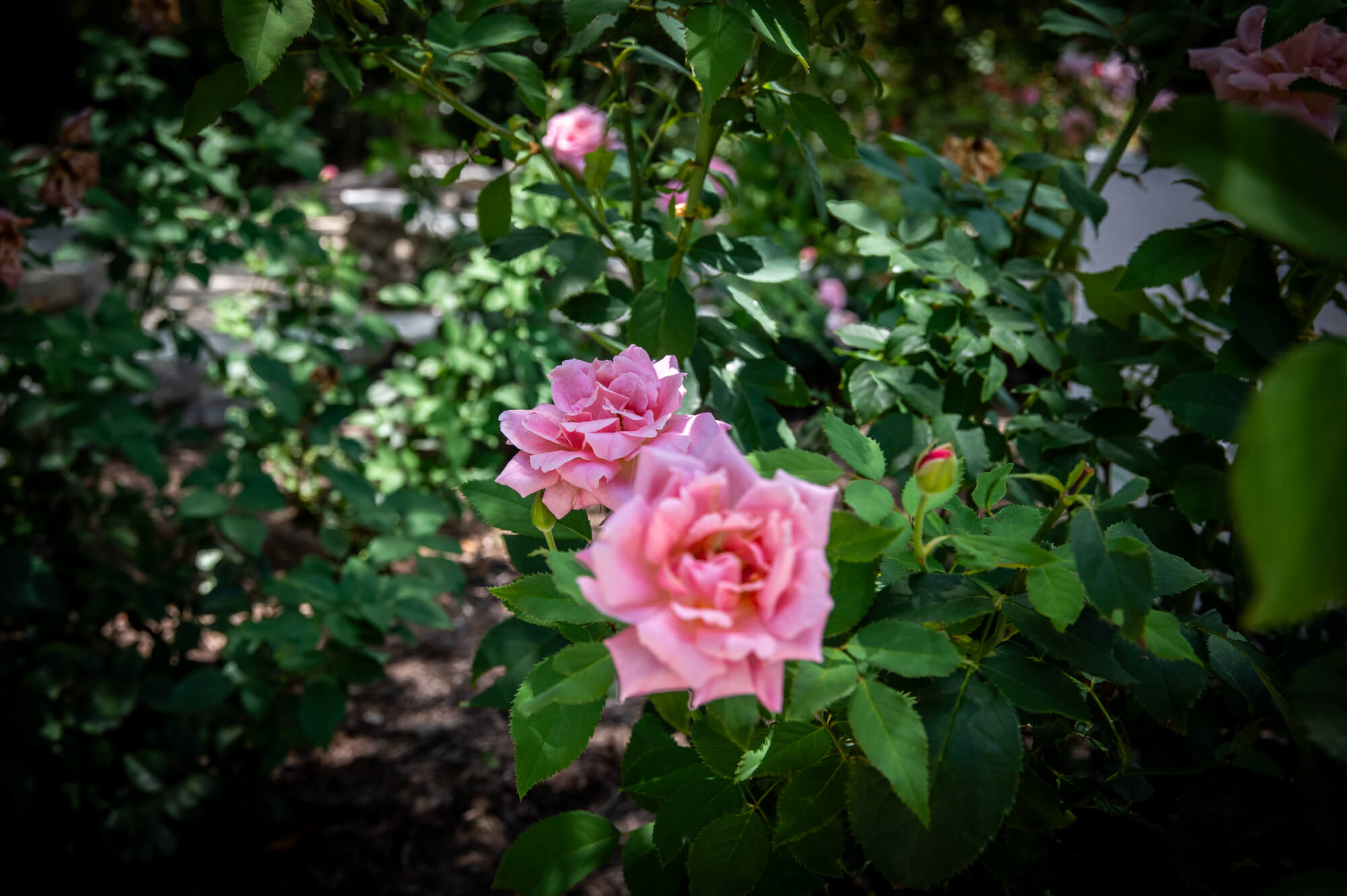 Pink roses in bloom at Remembrance Gardens Austin Texas